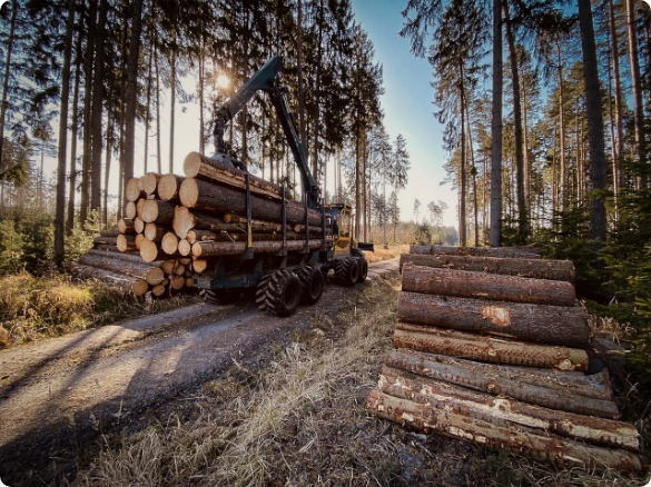 Waldstück mit Holzstapeln und Verladefahrzeug Waldstück mit Holzstapeln und Verladefahrzeug